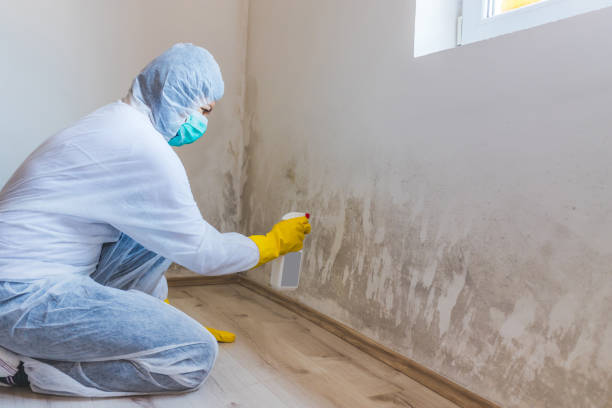 Licensed Mold Remediation service in Richmond, VA - Cheap Mold Removal